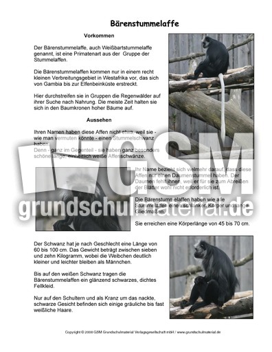 Bärenstummelaffe-Steckbrief.pdf